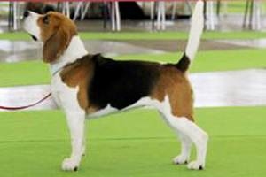 Litter "R" born 03.08.2013